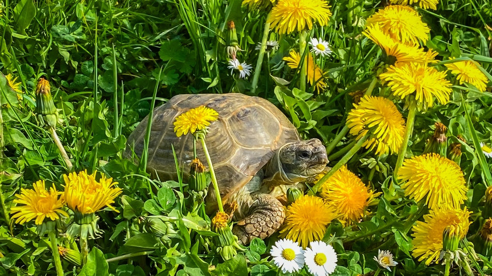 Ear Abscesses in Turtles & Tortoises: A Vet’s 2025 Guide to Aural Infections & Surgery 🐢🧠 | Dr Duncan Houston BVSc