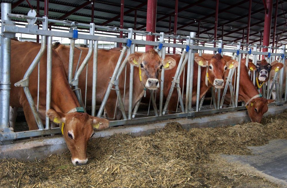 Do Dry Dairy Cows Need More Rest Before Calving?