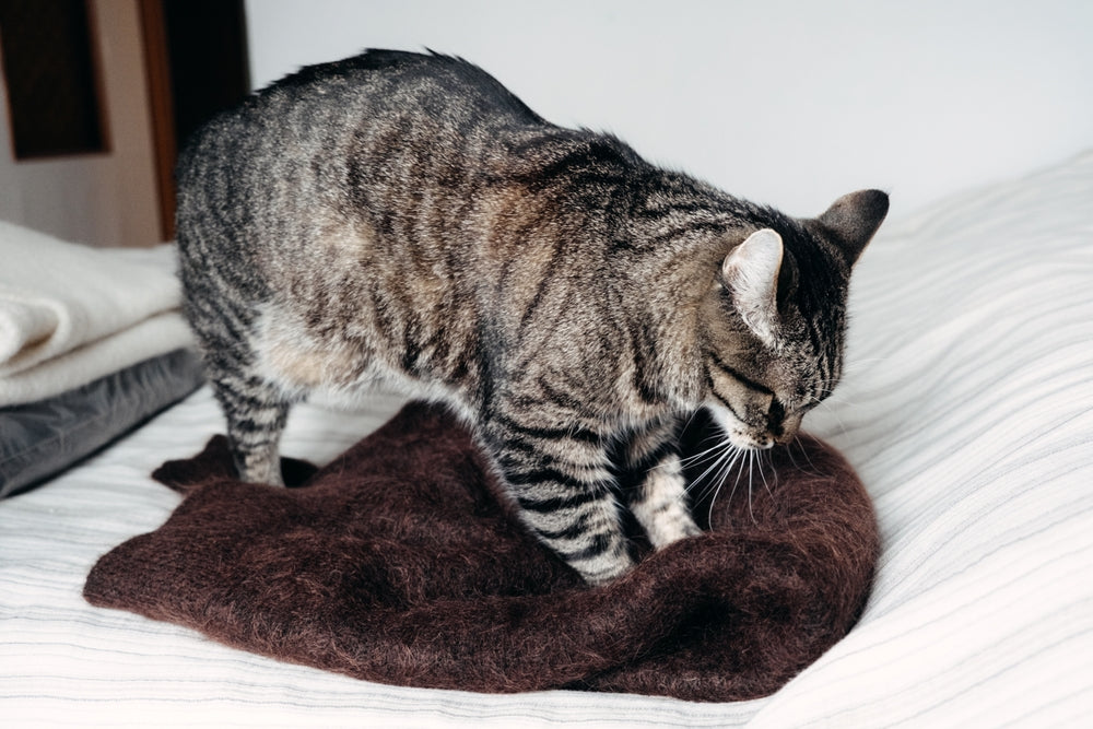 How to Read Your Cat’s Body Language