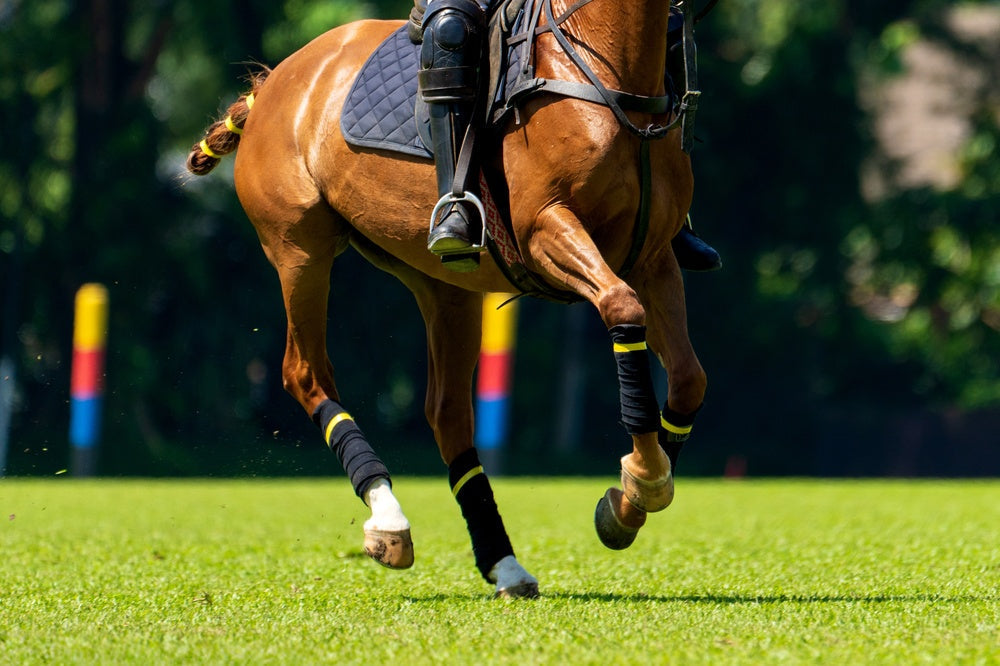 Muscle Disorders in Athletic Horses: Tying Up, Genetics and Management