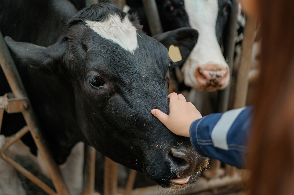 Feeding Hemp in Cattle