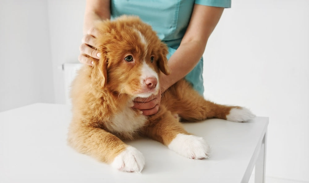 Methimazole for Cats with Hyperthyroidism