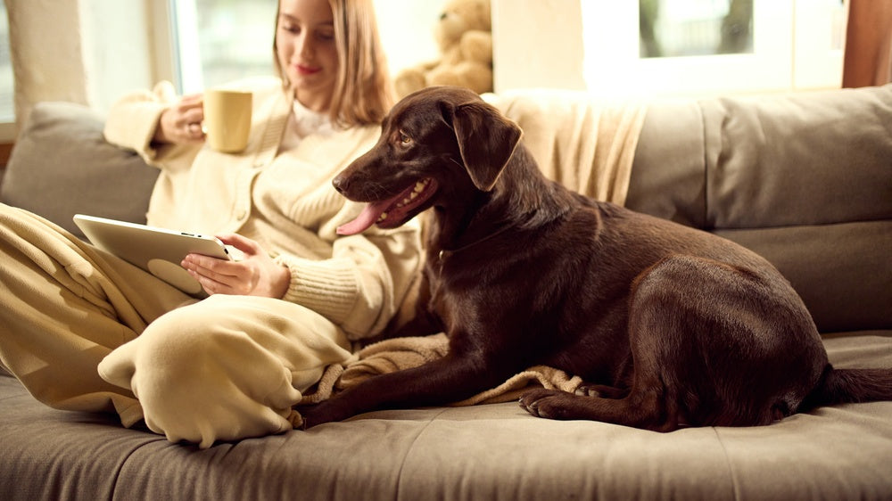 How To Set Up a Stress-Free Treatment Station for Your Dog or Cat