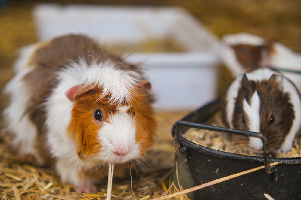 Dilated Cardiomyopathy in Guinea Pigs: Signs, Diagnosis and Treatment