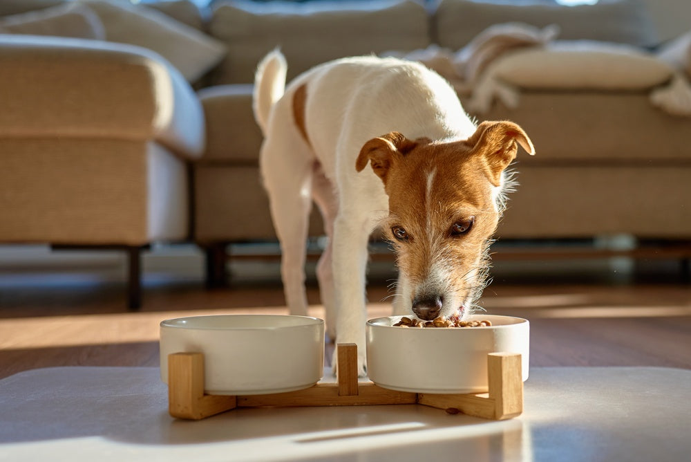 Vet-Approved Guide: A Dog’s Dietary Needs and How to Choose the Right Food 🐶🥣