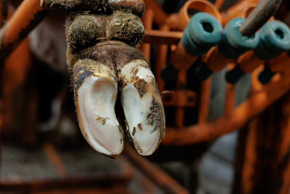 Why Does My Horse Keep Getting Hoof Abscesses?