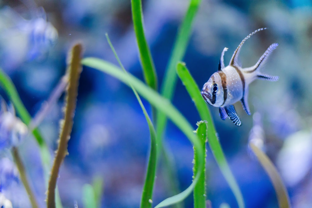 Housing, Husbandry and Health of Aquarium Fish