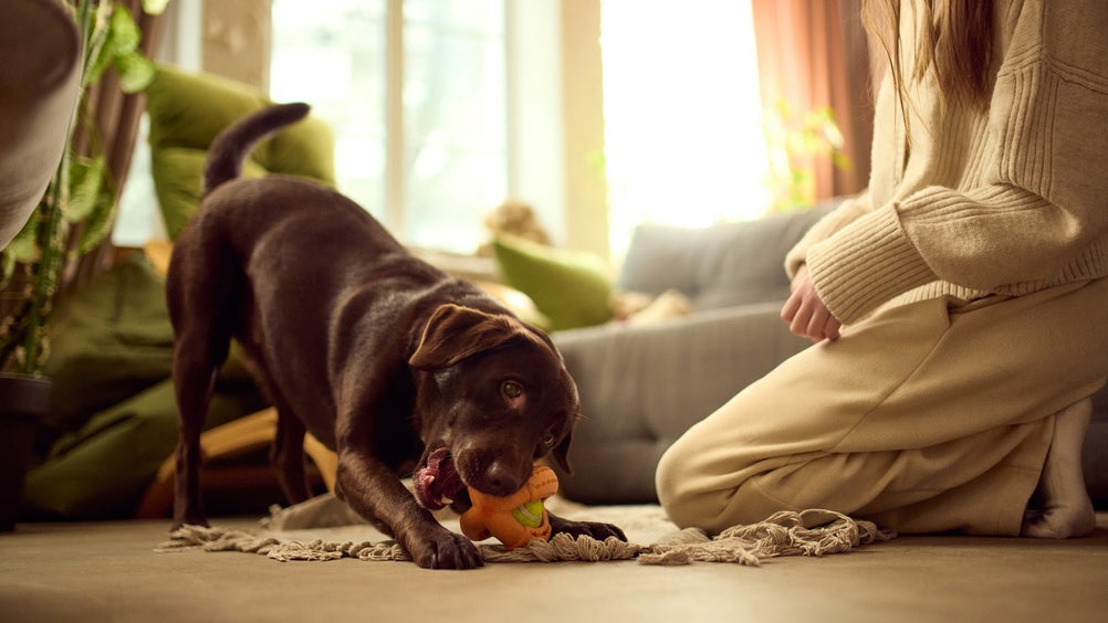 Vet Guide to Smart Internet Research for Pet Health: Using Google and AI Safely