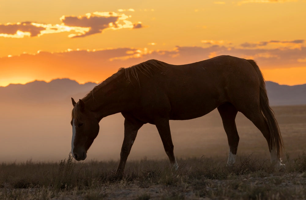 Safe Stallion Handling