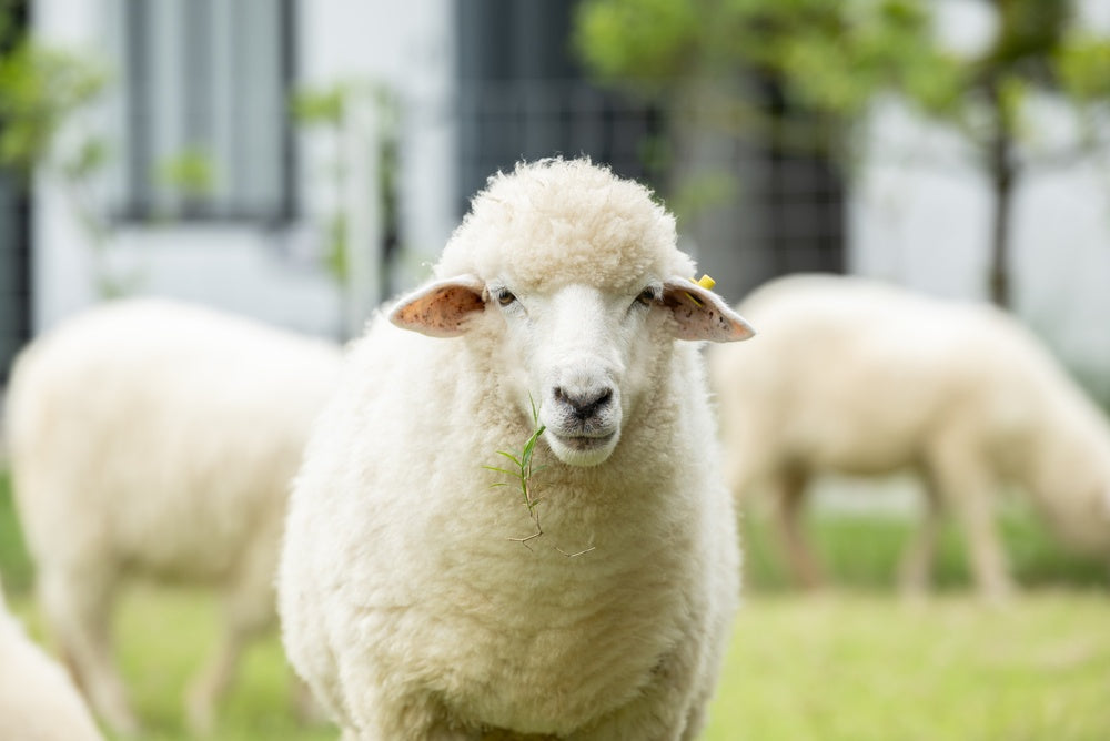 How to Match Ewes with Lambs Accurately