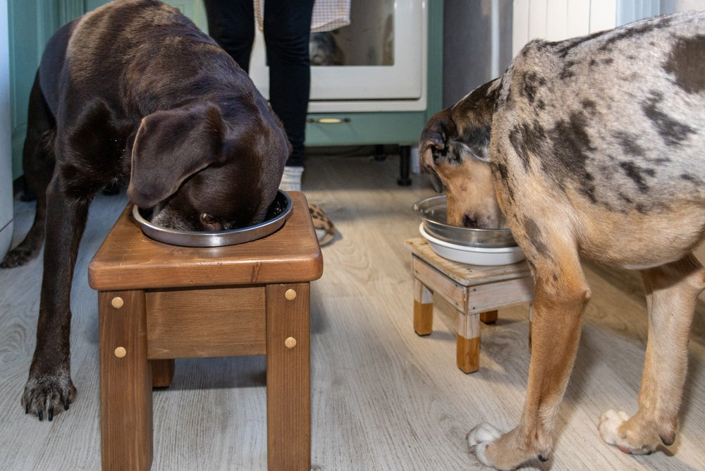 Colchicine for Dogs: Shar-Pei Fever, Amyloidosis, and Liver Fibrosis Treatment
