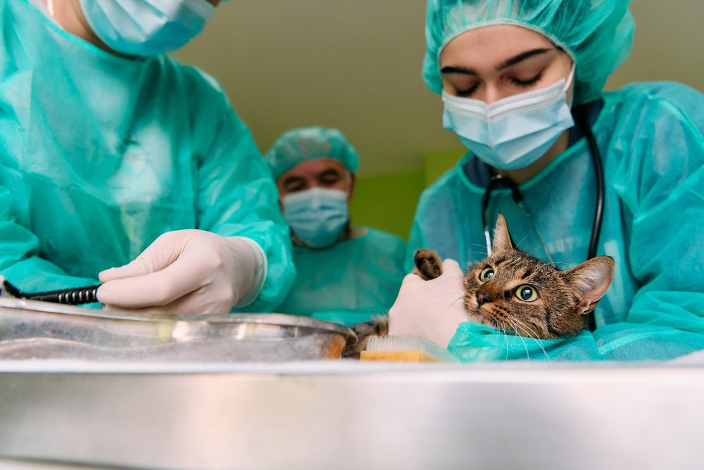 Low Stress Handling for Cats in the Emergency Room