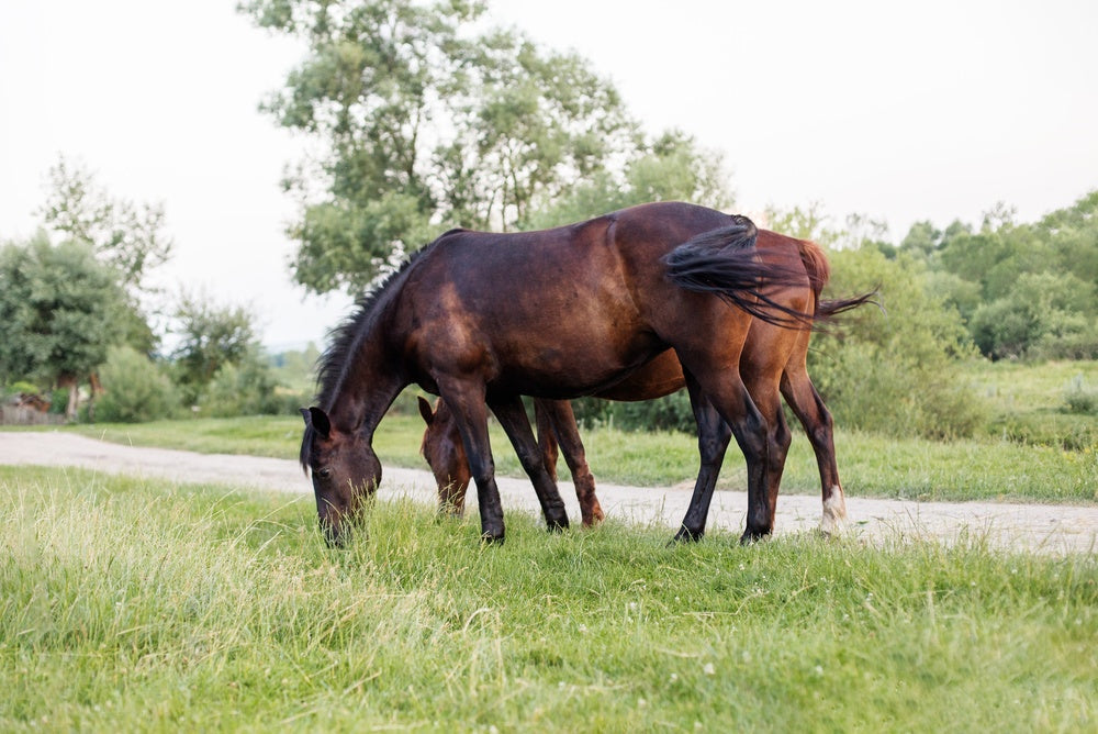 Why Is My Horse Carrying Their Tail to One Side?