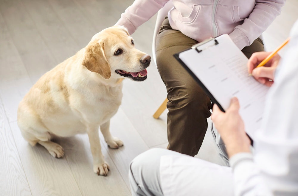 Hydroxyzine for Dogs and Cats