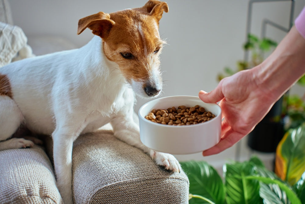 Will My Dog or Cat Benefit From a Probiotic? 🦠🐶🐱✨