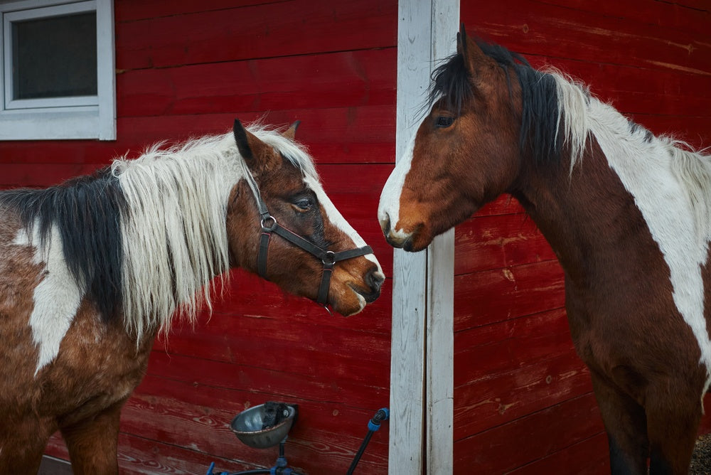 Tying Up in Horses: PSSM, RER and What To Do