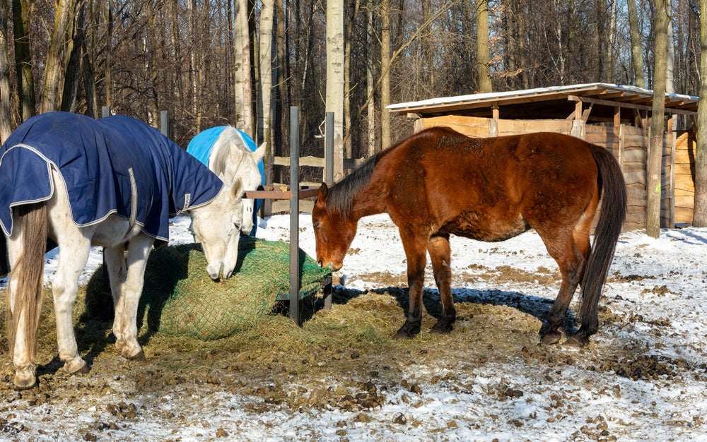 Winter Hay and Pasture Testing for Horses
