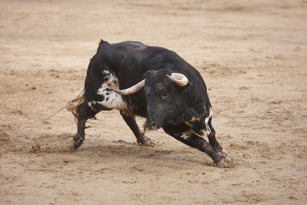 How to Select the Right Bull for Your Herd