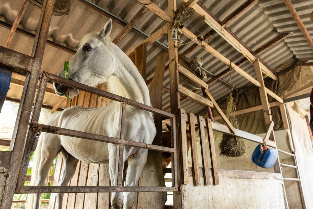 Can Cortisone Cause Laminitis in Horses?