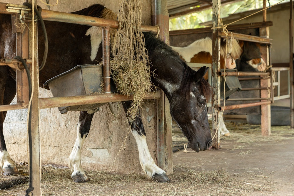 Colic in Horses: Why It Is a Symptom, Not a Disease