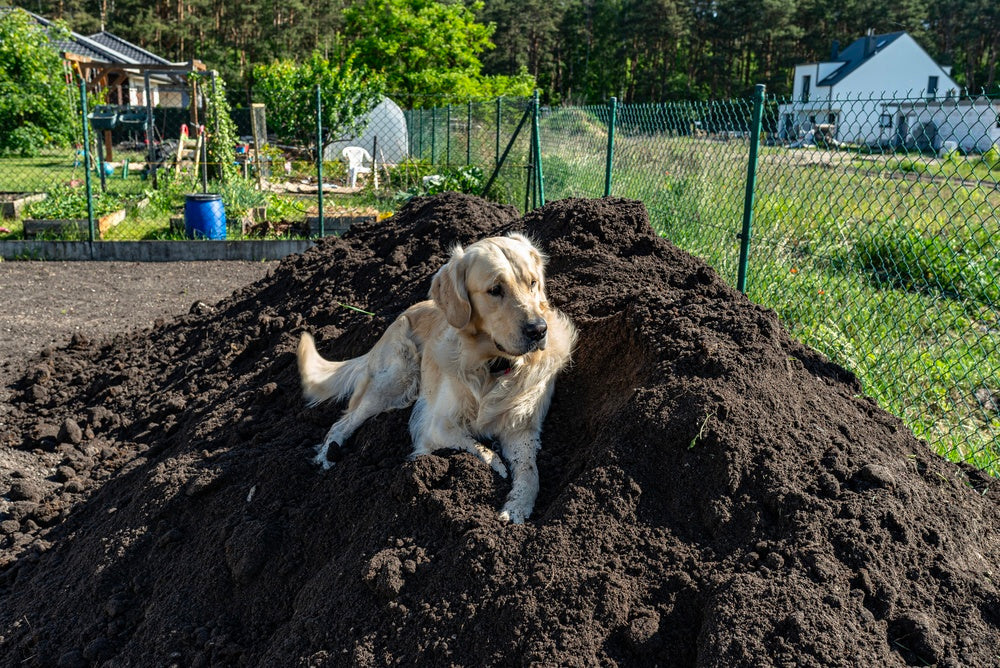 Dog House Soiling and Accidents