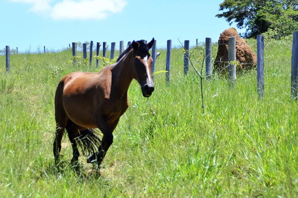 Suppressing Estrus in Mares