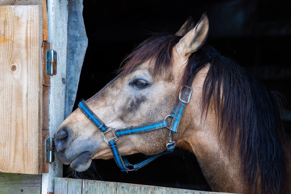 Corticosteroid Withdrawal Times in Horses: Joint Injections and Competition Rules