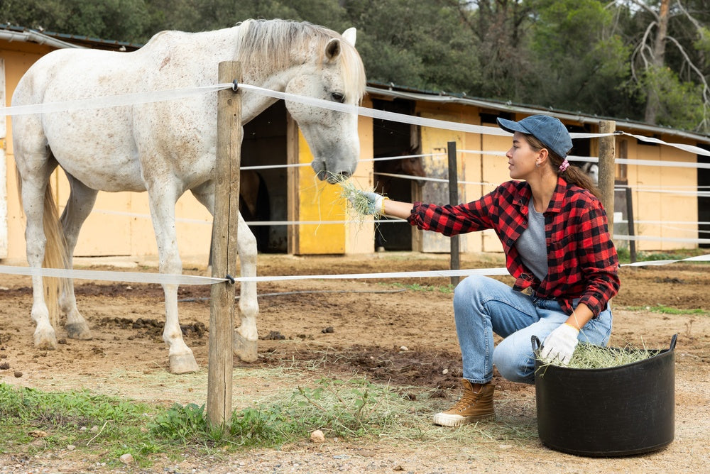 Are Bran Mashes Good for Horses? Colic Myths, Risks and Safer Alternatives