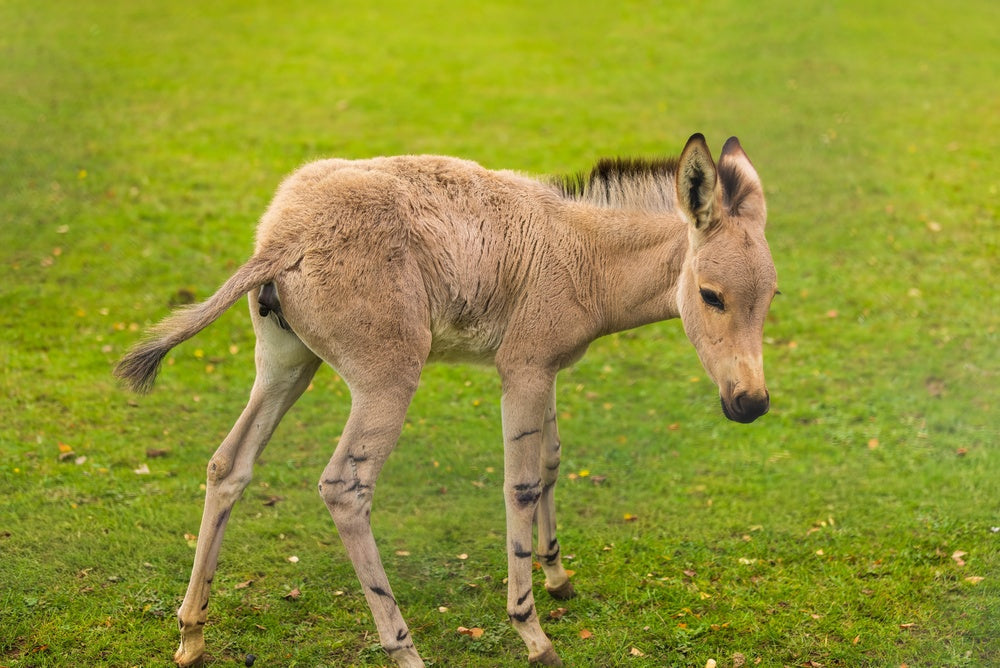 Newborn Foal Not Breathing