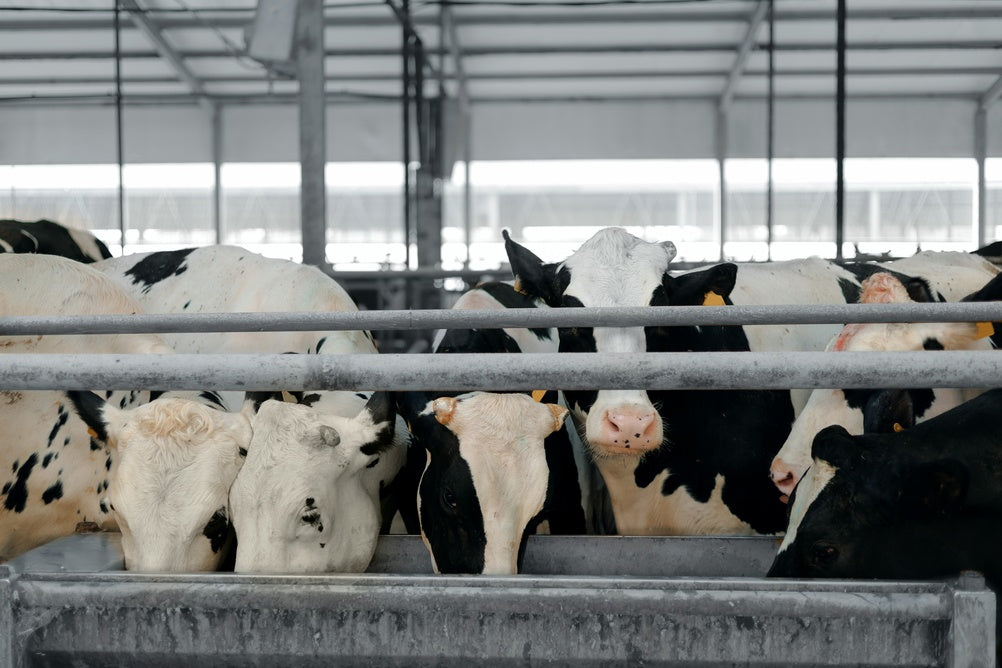 Water for Livestock