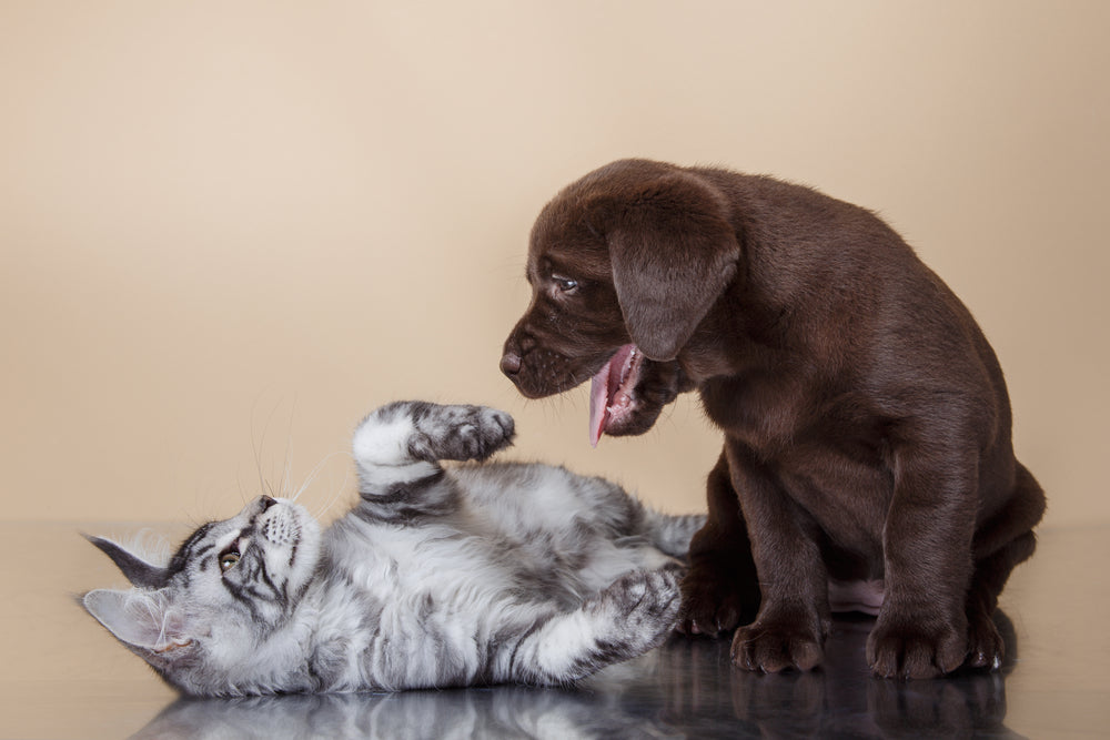 Ponazuril for Dogs and Cats