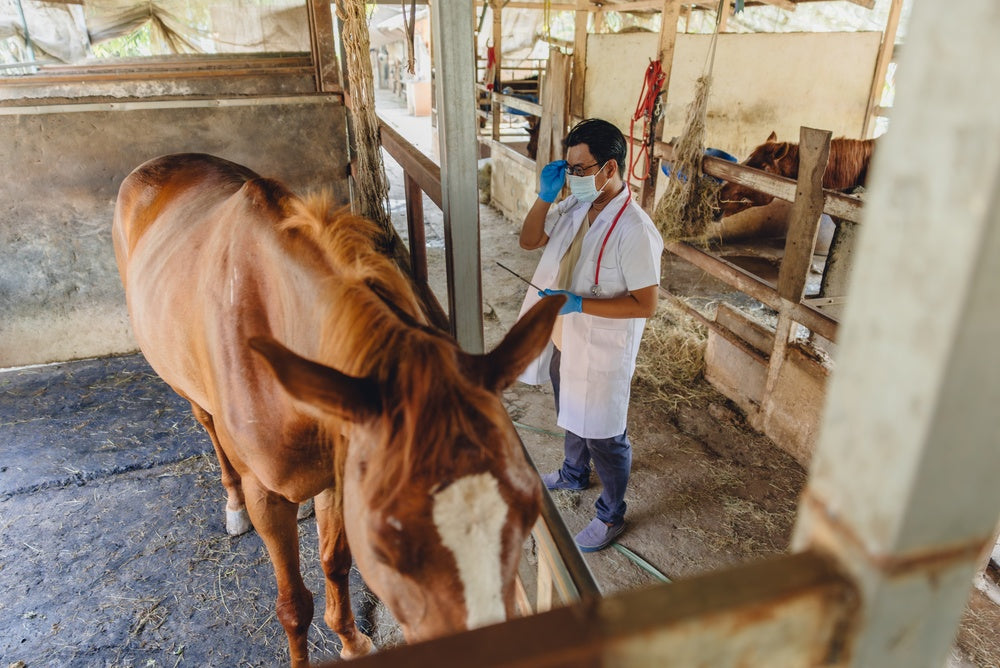 What Toxins Can Cause Heart Damage or Sudden Death in Horses?
