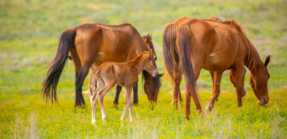 Should I Breed My Mare? Health, Cost, Risks and What to Check First