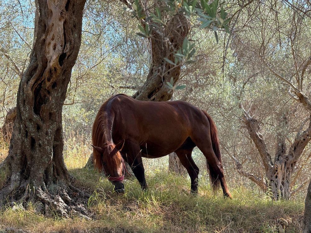 How to Breed a Performance Mare Without Missing the Competition Season