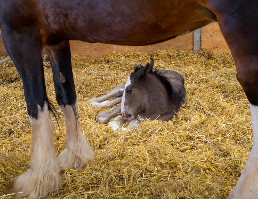 Newborn Foal CPR: How to Resuscitate a Foal That Is Not Breathing