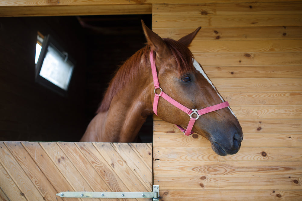 Cobalt in Horses