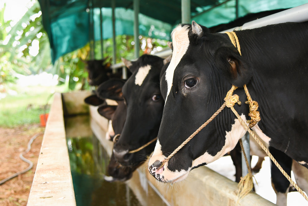 Low-Stress Cattle Handling