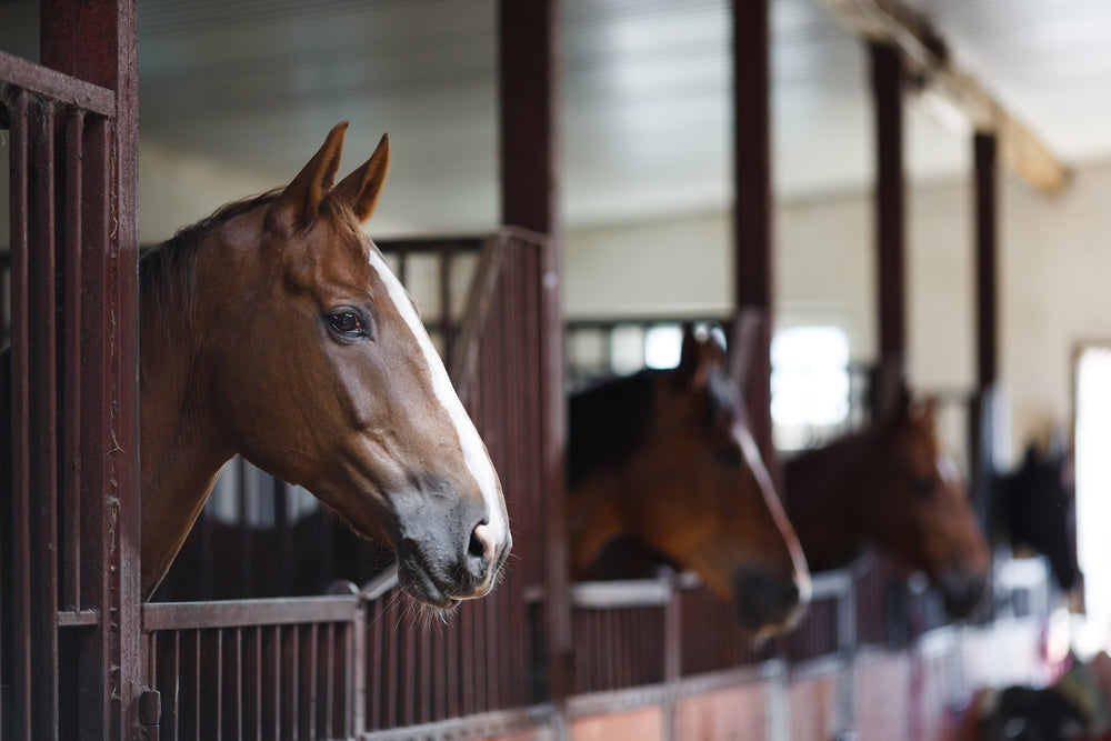 Why Is My Horse Cribbing? Causes, Colic Risk and What to Do