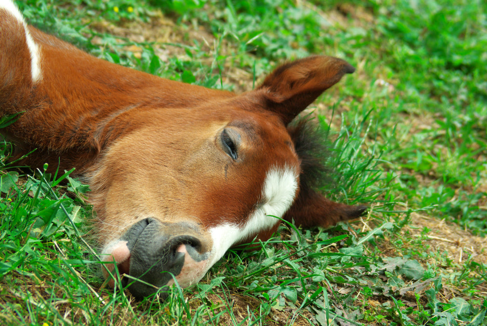 Dehydration in Horses
