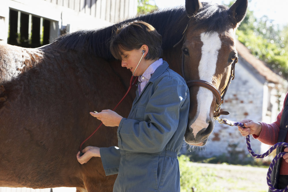 EPM Blood Testing in Horses: What a Positive Result Really Means