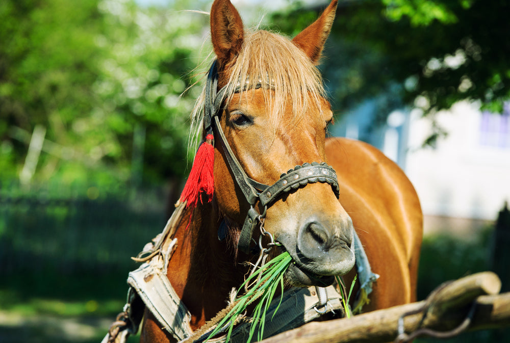 Meals and the Horse’s Intestinal Tract: Vet Nutrition Insights for 2025