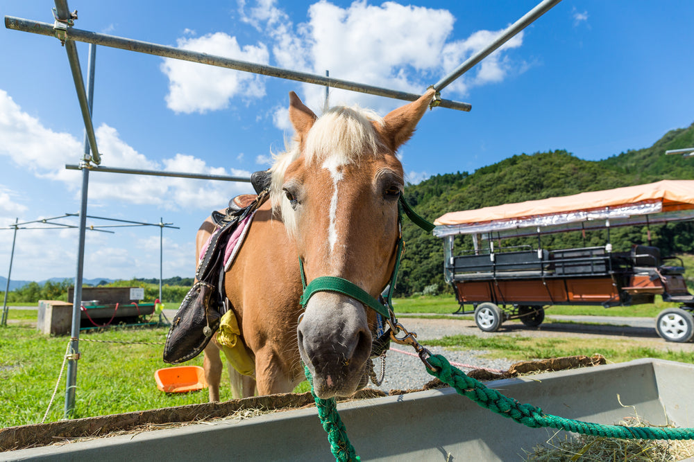 Does High-Starch Feed Make Horses Hot?