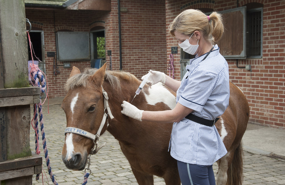 Horse First Aid: 6 Essential Skills Every Owner Should Know