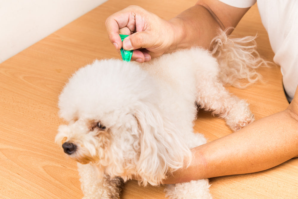 Lufenuron (Program®) for Dogs and Cats