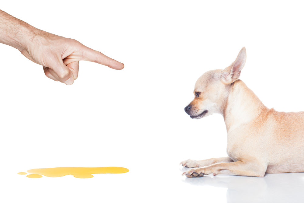 Phenylpropanolamine for Dogs
