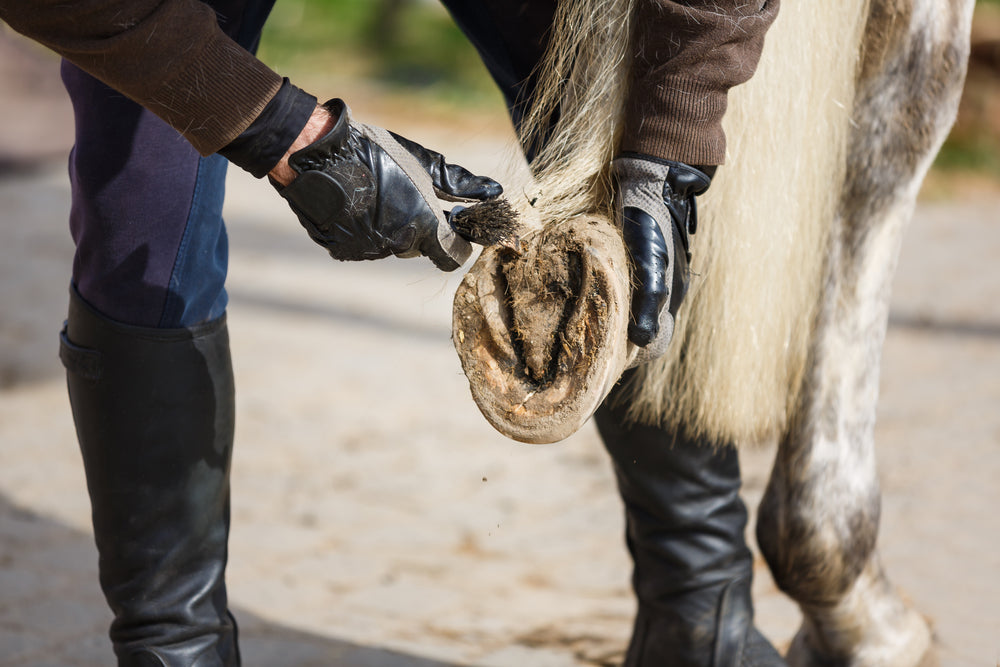 Hoof Pain and Laminitis in Horses