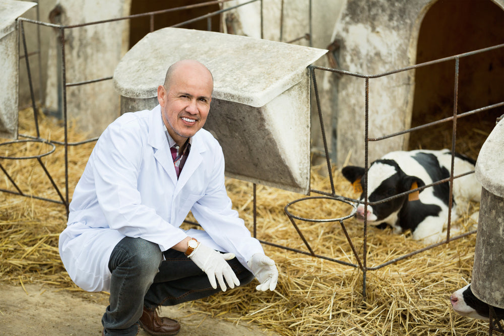 Cold Weather and Pneumonia in Calves