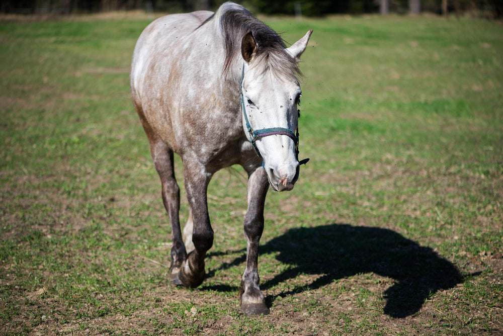 Severe Dehydration and Exhausted Horse Syndrome