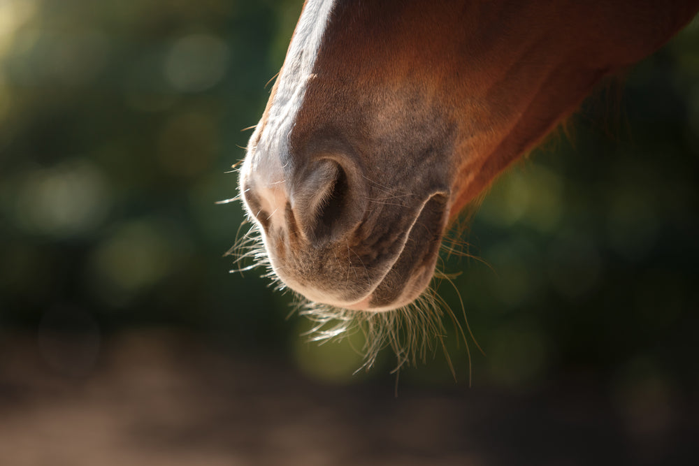 Vitiligo in Horses: White Patches Around the Eyes and Muzzle