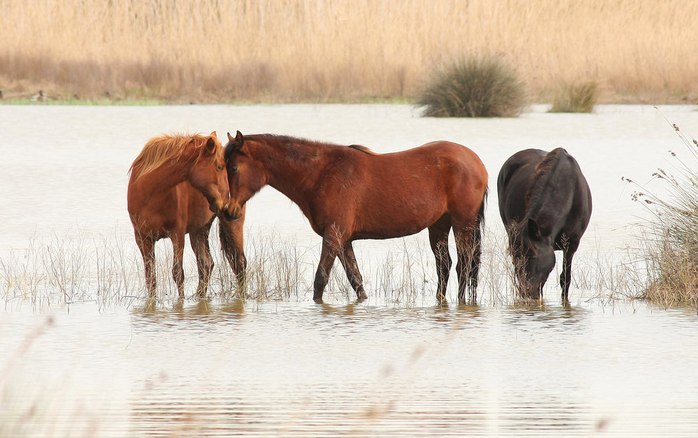 Parasite Resistance in Horses